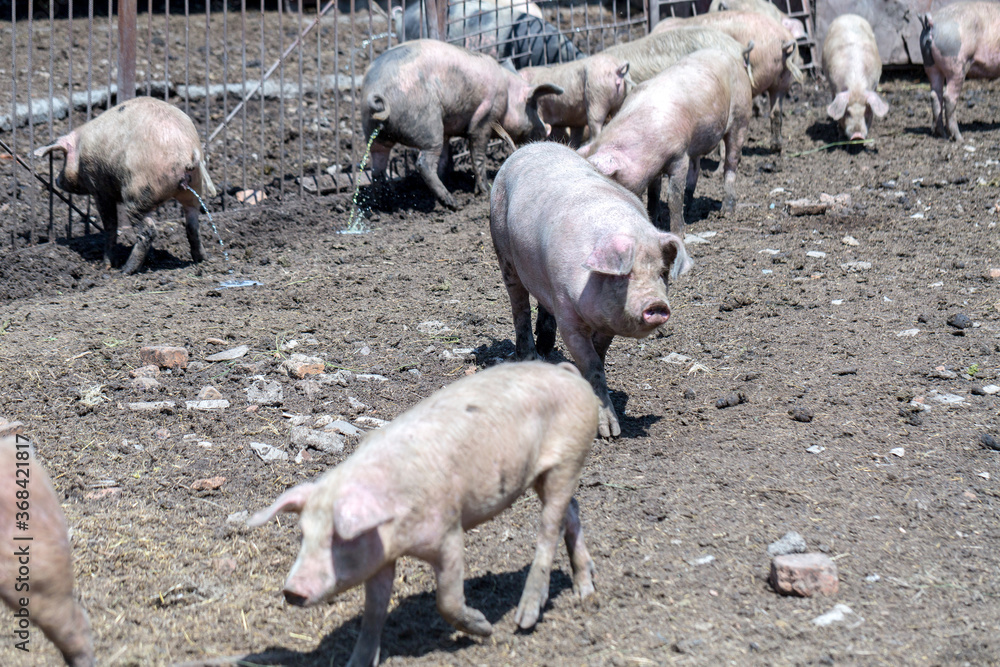 Dirty pigs and piglets grazing on a pig farm. Natural organic pig breeding. Farming. Stockbreeding. Pigs urinate Dirty pigs and piglets grazing on a pig farm. Natural organic pig breeding. Farming. Stockbreeding. Pigs urinate