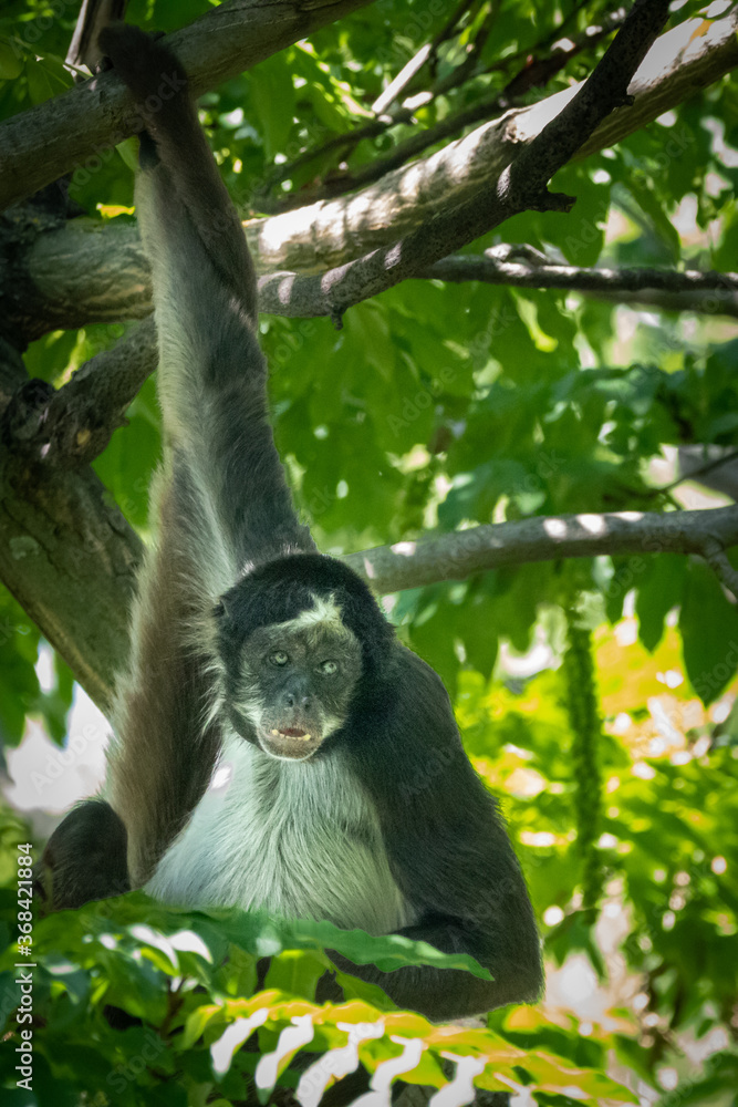 Obraz premium a spider monkey hanging in a tree