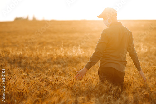 Man in medical mask with his back to the viewer In a field of wheat touched by the hand of spikes during pandemic. Agro business. Harvesting. Covid-2019. © maxbelchenko
