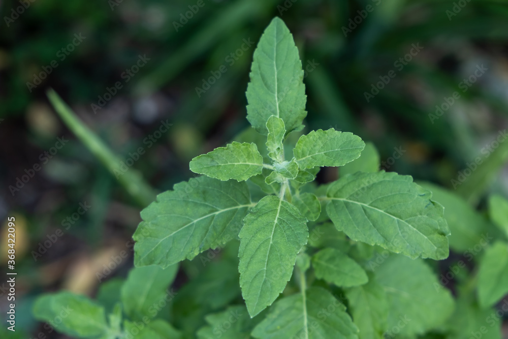Picture of green holy basil Picture of green holy basil