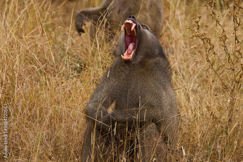 Yawning baboon in Kruger Nation Park