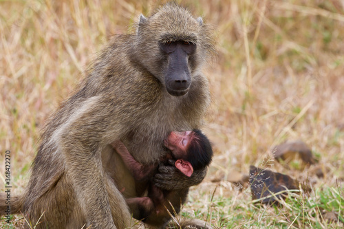 Mother baboon with little baby baboon