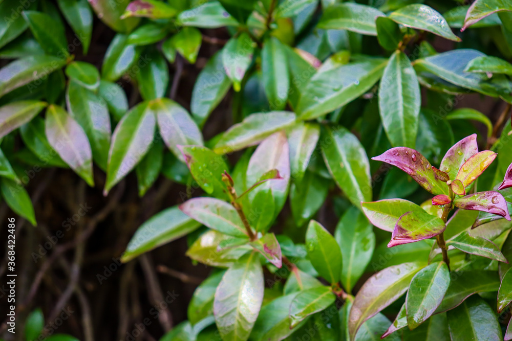 pink and green leaves pink and green leaves