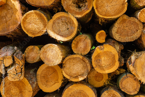 Deforested pinewood in the forest, tree trunks stored in the forest, fir wood stacked in a forest, cut down fir trees in a forest
