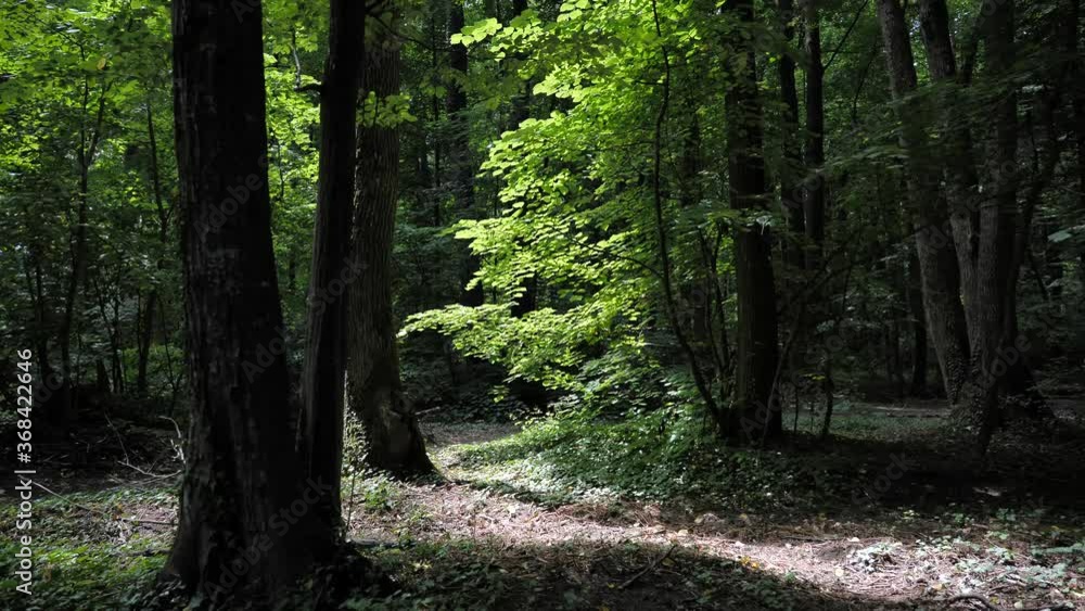 Locked off static shot of dappled sunlight on a healthy forrest floor. Romania. Eastern european woodlands. Locked off static shot of dappled sunlight on a healthy forrest floor. Romania. Eastern european woodlands.