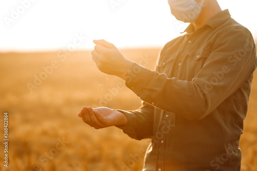 The farmer pours the grain on a wheat field at sunset. Man wearing face mask, protect from infection of virus, pandemic, outbreak and epidemic of disease on quarantine. © maxbelchenko