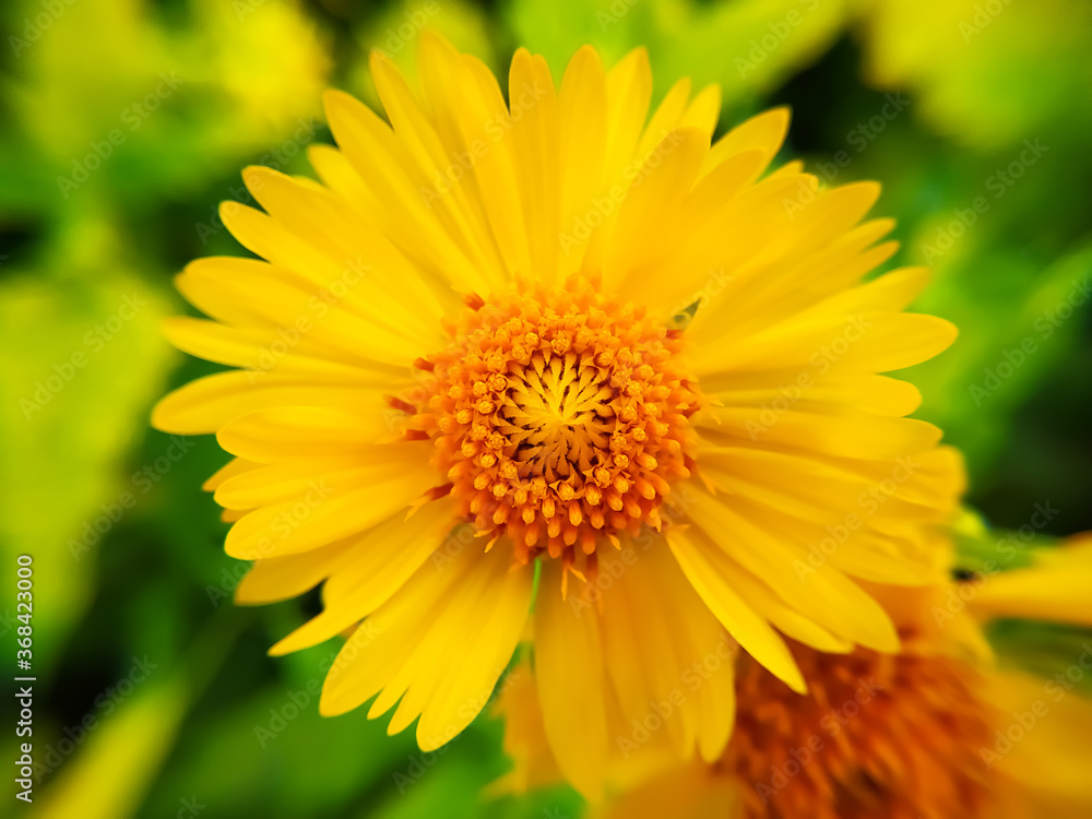 Graceful yellow blossoms of Desert sunflower Graceful yellow blossoms of Desert sunflower