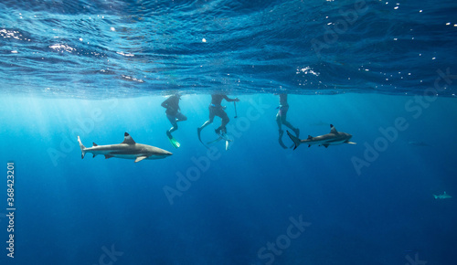 underwater scene with sharks