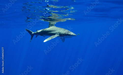 Oceanic whitetip shark © Sabine