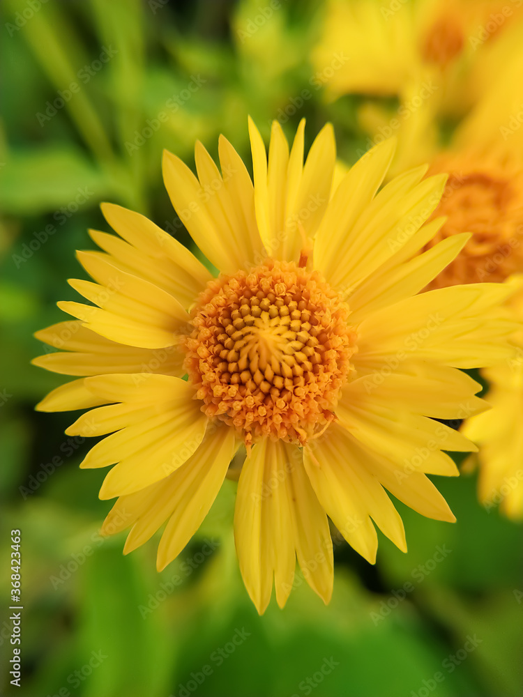 A blooming yellow Desert sunflower A blooming yellow Desert sunflower