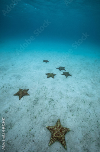 starfish on ocean floor
