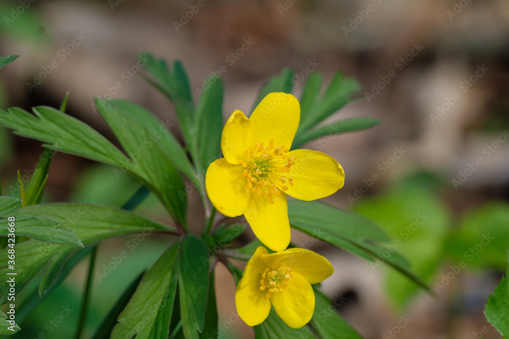 Nahaufnahme der Blüte des Gelben Windröschens (lat.: Anemone ranunculoides) - eine seltene Wildblume im Frühlingswald