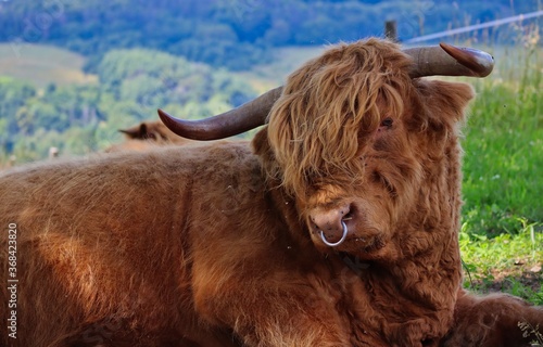 Highland Cattle with Nose Piercing in Czech Farm Park with Landscape Background. Long-haired Highland Cattle is a Scottish Breed of Rustic Cattle.  photo