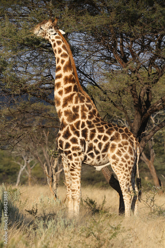 A Giraffe eating from tree