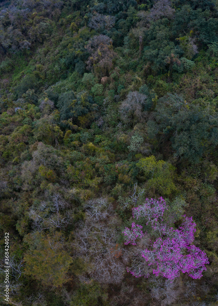 ARBOL LAPACHO ROSADO Handroanthus impetiginosus, Forest Las Yungas, Salta Province, Argentina, South America, America ARBOL LAPACHO ROSADO Handroanthus impetiginosus, Forest Las Yungas, Salta Province, Argentina, South America, America