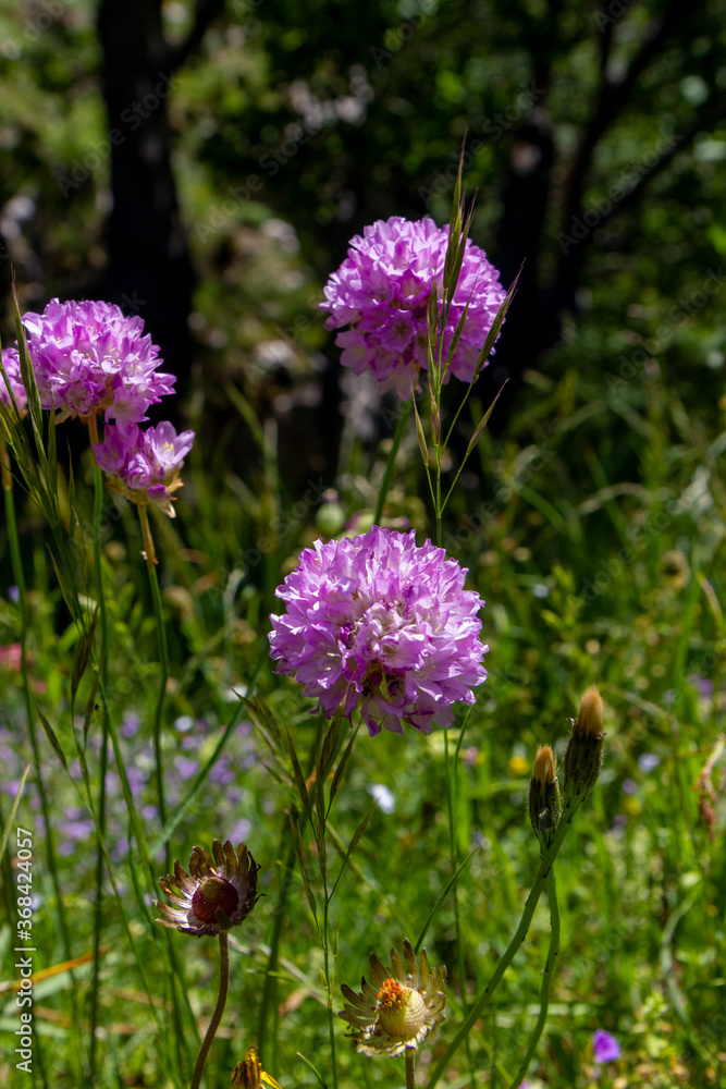 pink primrose spherical shape in nature pink primrose spherical shape in nature