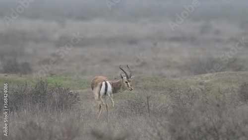 Goitered gazelle or black-tailed gazelle (Gazella subgutturosa) in the steppe of Azerbaijan