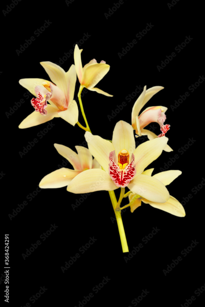yellow orchid flower isolated on black background