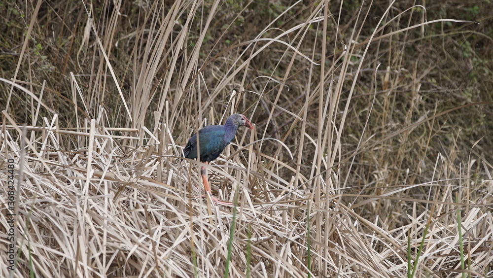 Western swamphen (Porphyrio porphyrio) in natural wild habitat in the reeds, captured in Azerbaijan, Caspian Sea Western swamphen (Porphyrio porphyrio) in natural wild habitat in the reeds, captured in Azerbaijan, Caspian Sea