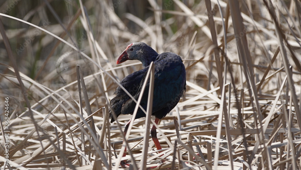 Fototapeta premium Western swamphen (Porphyrio porphyrio) in natural wild habitat in the reeds, captured in Azerbaijan, Caspian Sea