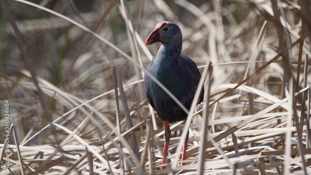 Western swamphen (Porphyrio porphyrio) in natural wild habitat in the reeds, captured in Azerbaijan, Caspian Sea Western swamphen (Porphyrio porphyrio) in natural wild habitat in the reeds, captured in Azerbaijan, Caspian Sea