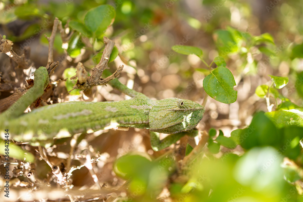chameleon on branches and trees chameleon on branches and trees