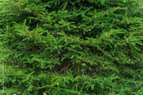 background of green spruce branches close up