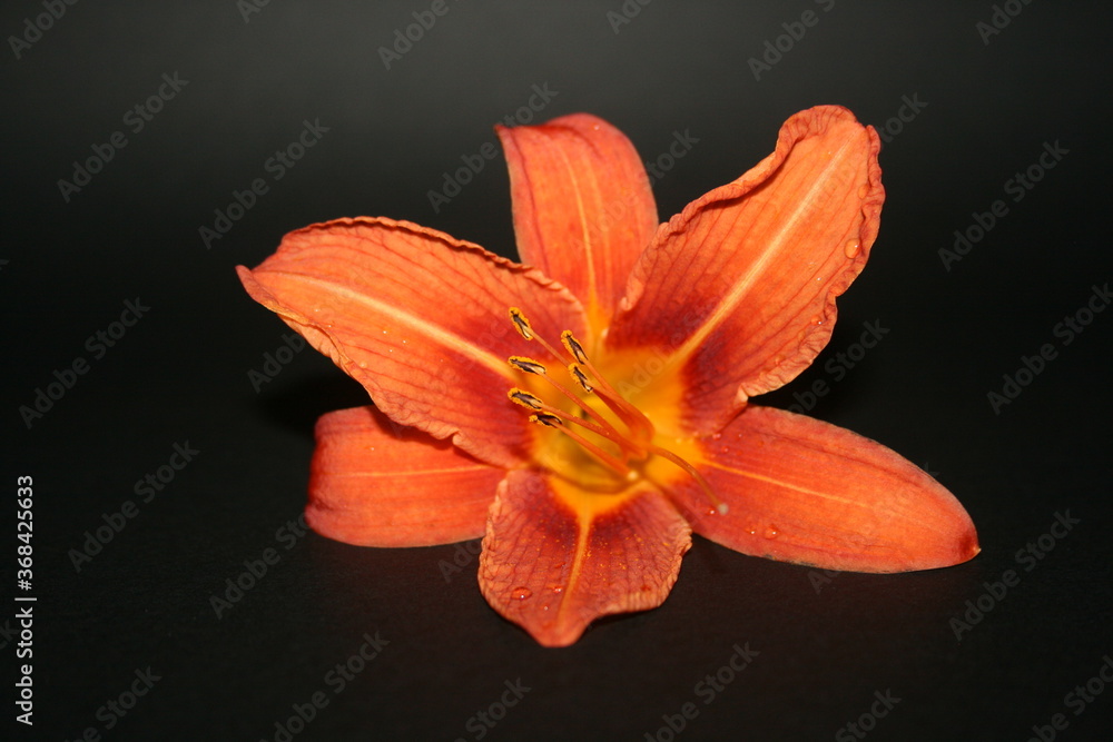 Fototapeta premium orange lilies on the yellow background