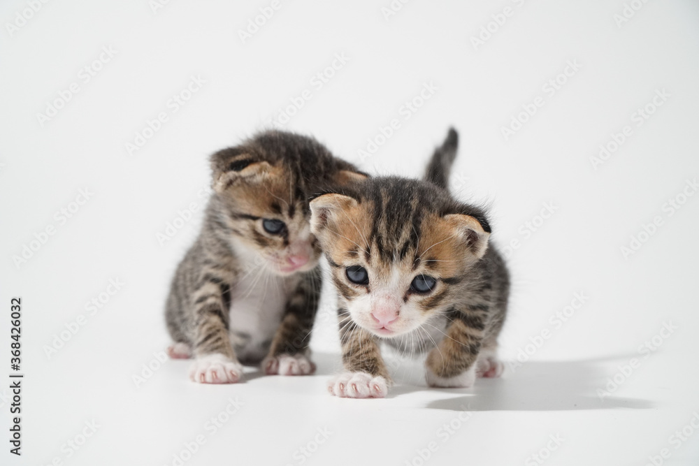 Obraz premium Tabby Cat kitten posing on white background tiger marble stripe