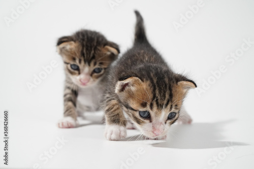 Tabby Cat kitten posing on white background tiger marble stripe