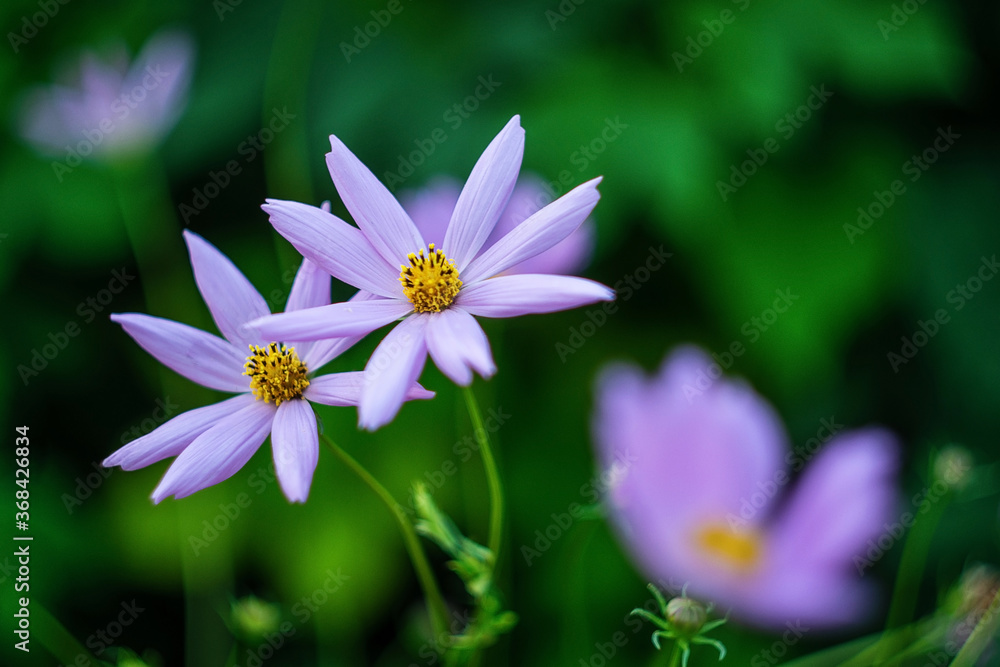 Flowers of Сosmeya close-up on a natural background. Garden flower Cosmos. Pink flowers on green background Flowers of Сosmeya close-up on a natural background. Garden flower Cosmos. Pink flowers on green background
