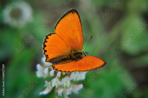 Lycaena