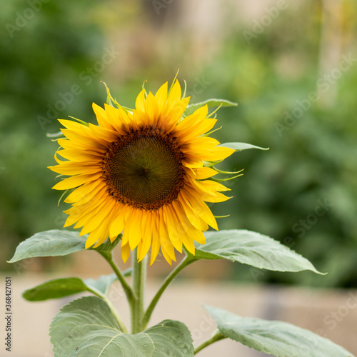 sunflower sun day yellow flower