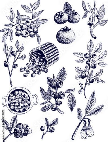 Blueberry vector drawing. Isolated berry branch sketch on white background. Summer fruit engraved style illustration. Detailed hand drawn vegetarian food. Great for label, poster, print