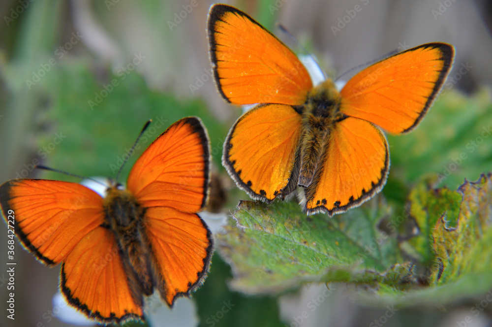 Fototapeta premium Lycaena