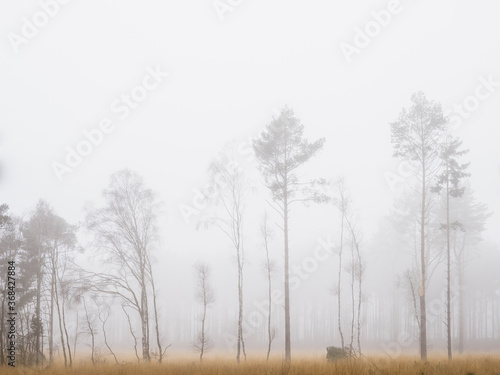 Slender Trees n The Mist
