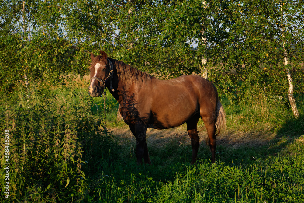 Fototapeta premium brown horse on green grass