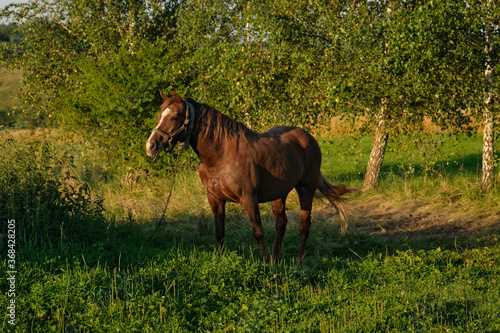 brown horse on green grass