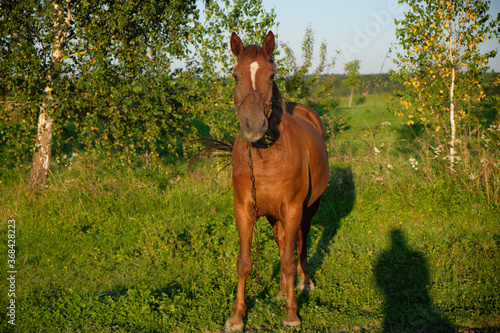 brown horse looking on the grass