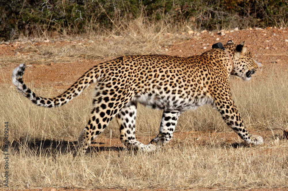 Leopard trotting on the African plains Leopard trotting on the African plains