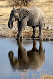 Elephant mirrored in the waterhole
