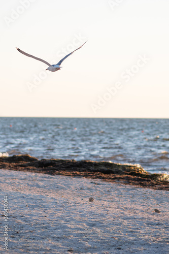 Seagull on the background of the sea. Seagull close-up. Sea bird.