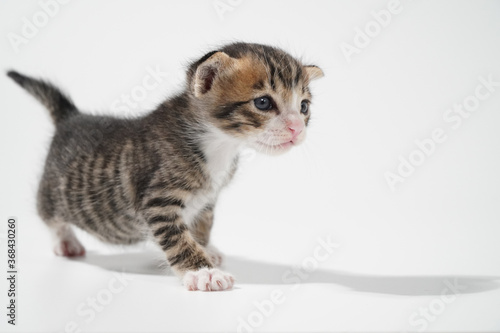 Tabby Cat kitten posing on white background tiger marble stripe