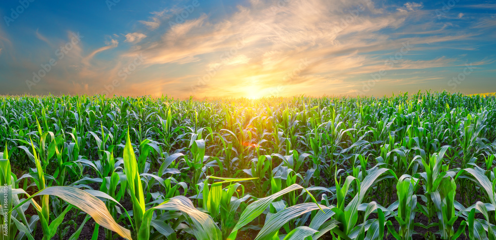 Panorama of corn field at sunset - obrazy, fototapety, plakaty 
