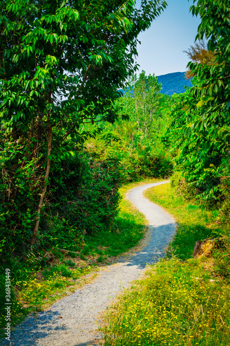 A narrow forest path winding between green trees and shrubs towards distant mountains