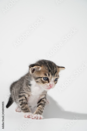 Tabby Cat kitten posing on white background tiger marble stripe © Thanunchakorn