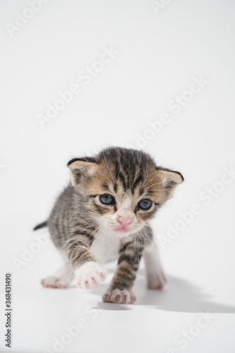 Tabby Cat kitten posing on white background tiger marble stripe © Thanunchakorn