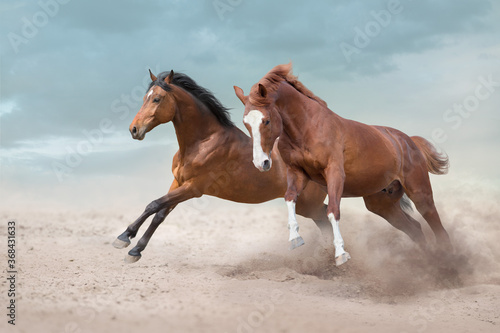 Two beautiful horse run free in desert