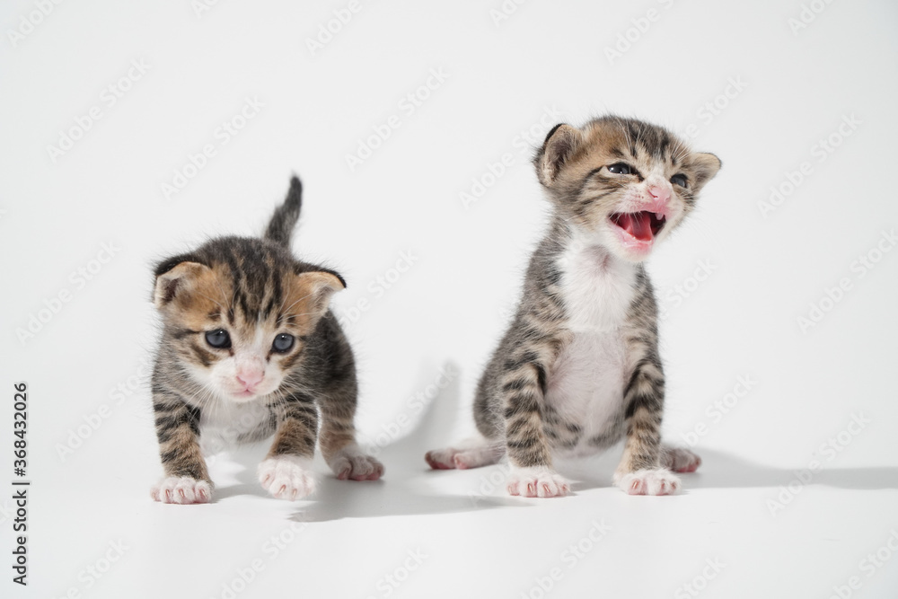 Tabby Cat kitten posing on white background tiger marble stripe