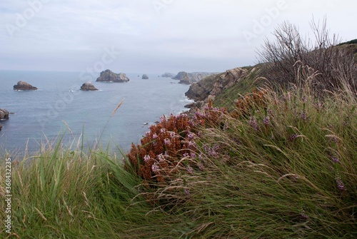 Costa de mar con flores